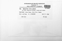Elsinoe violae image